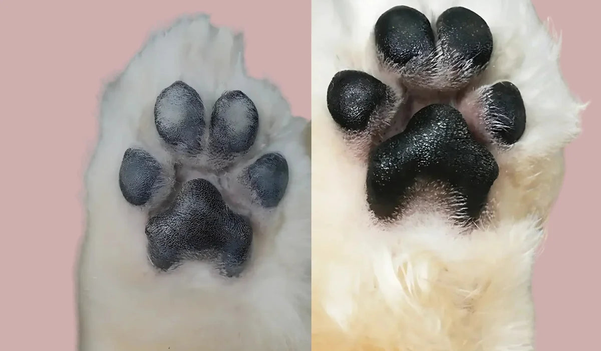 Cleaning dog paw woofyplus