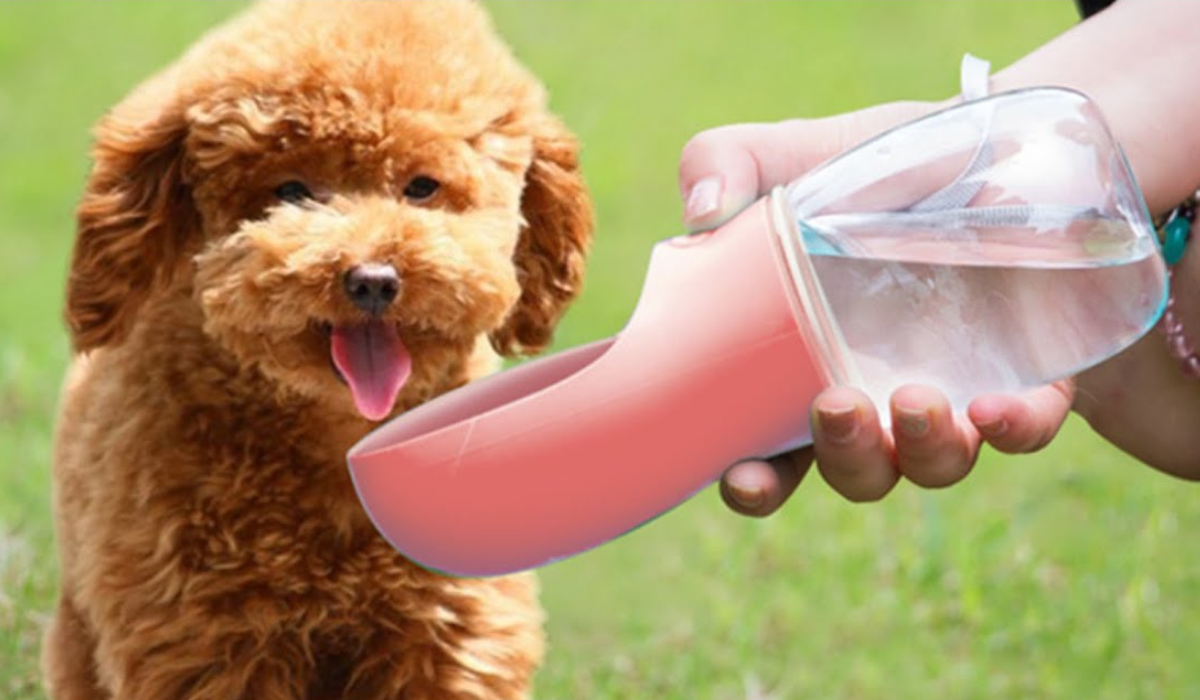 Pet drinking bottle
