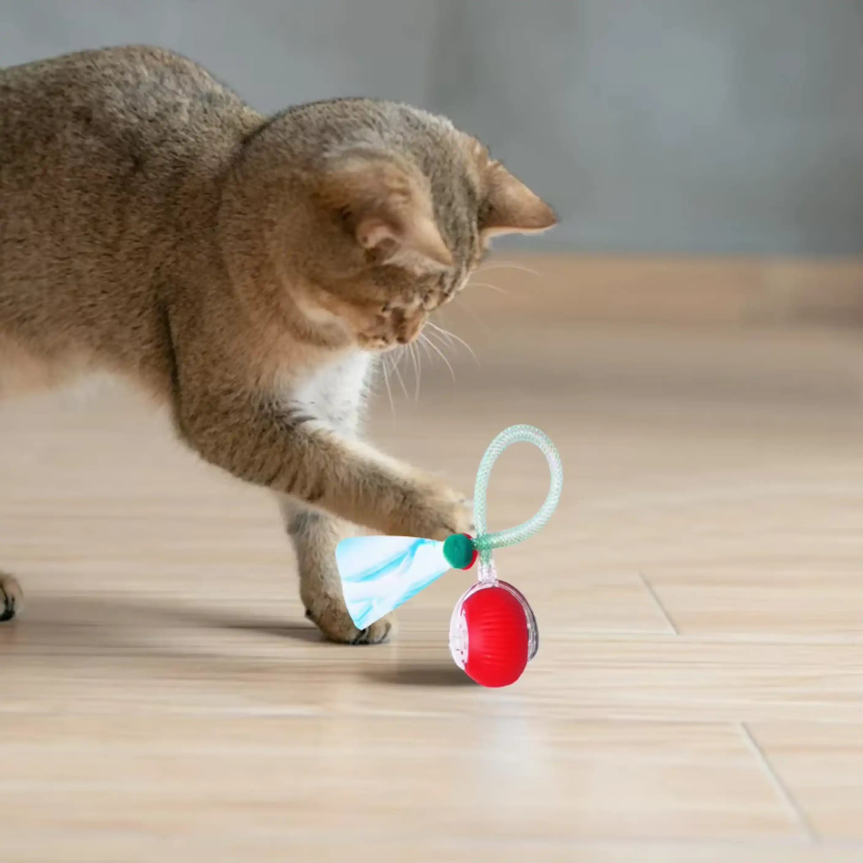 Cat playing with a Cat toy ball — WoofyPlus 