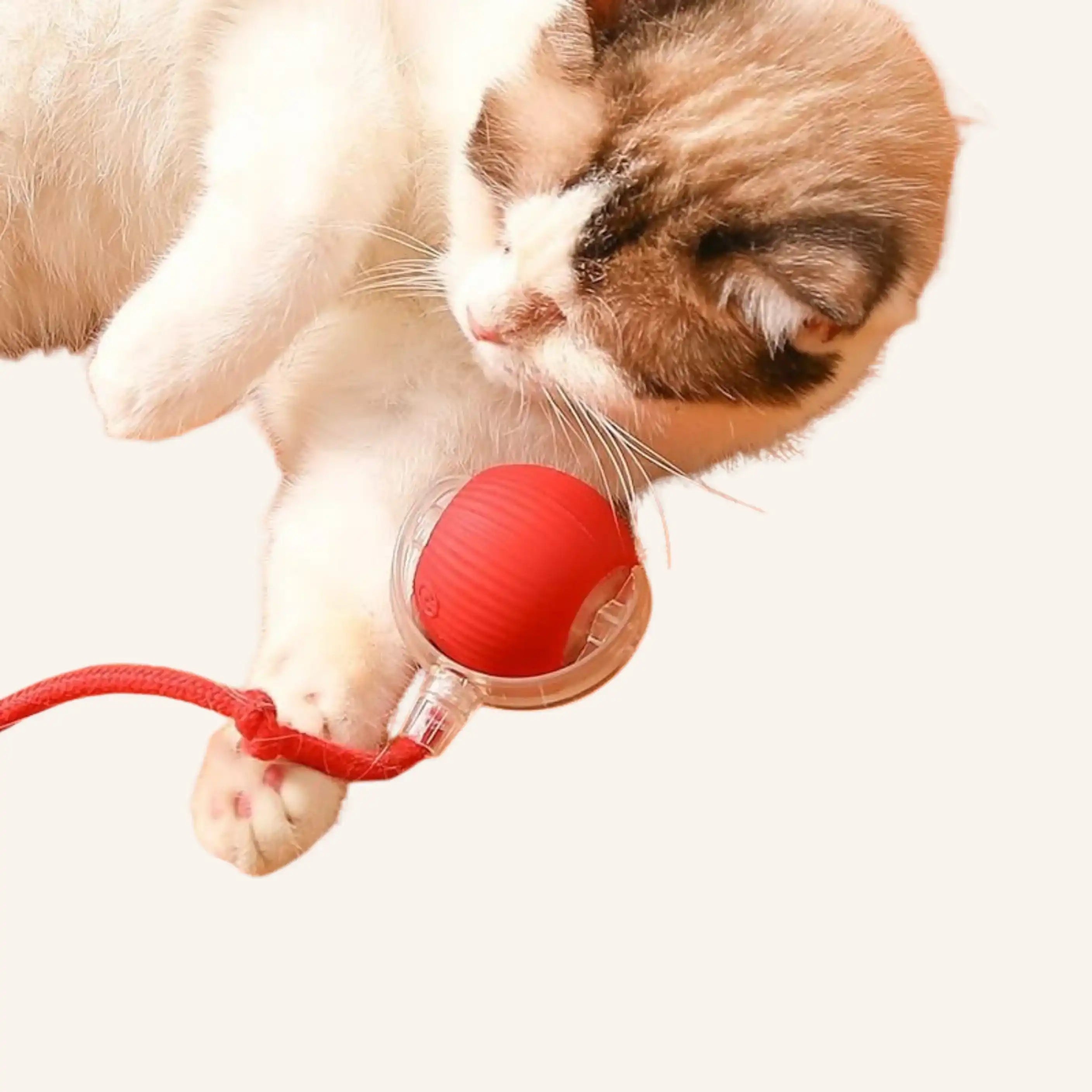 Cat toy ball  with red handle— WoofyPlus 